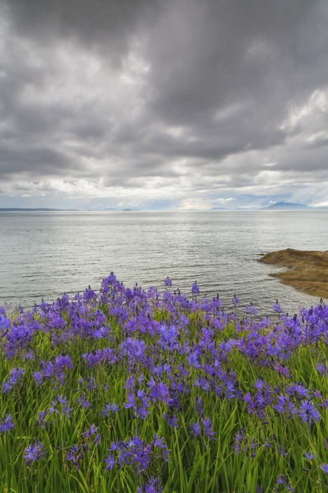 Wall Art Painting id:131934, Name: Washington Camas blooms on Sucia Island, Artist: Paulson, Don