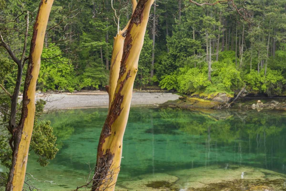 Wall Art Painting id:131936, Name: Washington Secluded bay on Sucia Island, Artist: Paulson, Don