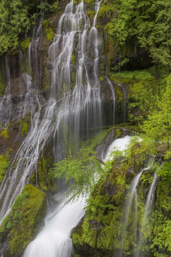 Wall Art Painting id:132092, Name: Washington Spring Panther Creek Waterfall, Artist: Paulson, Don