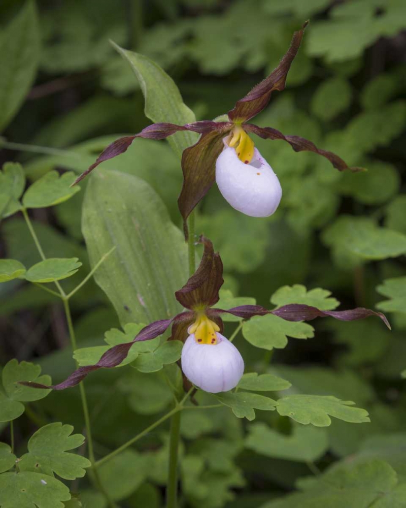 Wall Art Painting id:132908, Name: WA, Kamiak Butte Co Park Lady slipper orchids, Artist: Paulson, Don