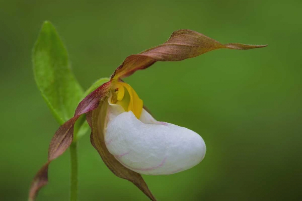 Wall Art Painting id:133378, Name: WA, Kamiak Butte County Park Lady slipper orchid, Artist: Paulson, Don