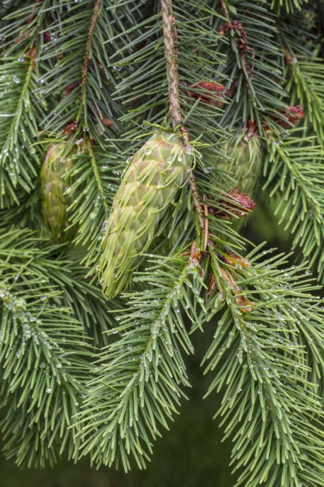 Wall Art Painting id:132277, Name: Washington State, Seabeck Douglas fir cones, Artist: Paulson, Don