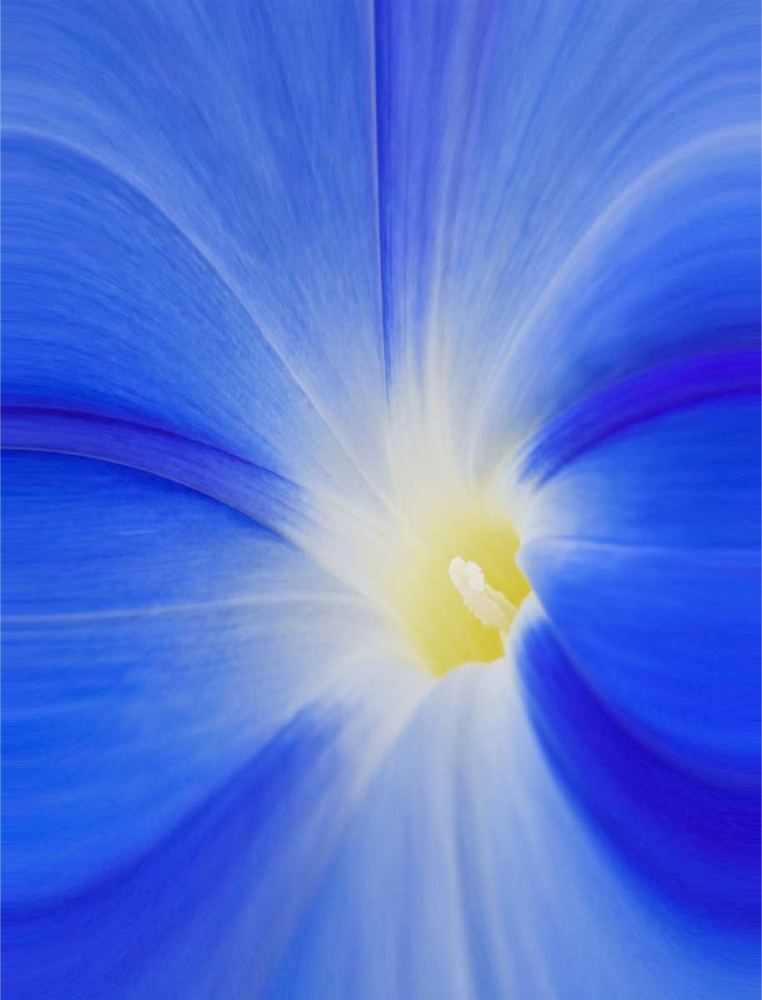 Wall Art Painting id:128038, Name: Washington State, Palouse A morning glory flower, Artist: Flaherty, Dennis