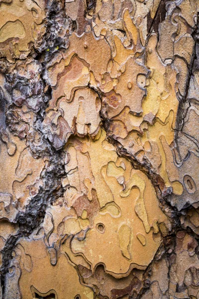 Wall Art Painting id:132507, Name: Washington, Wenatchee NF Ponderosa pine bark, Artist: Paulson, Don