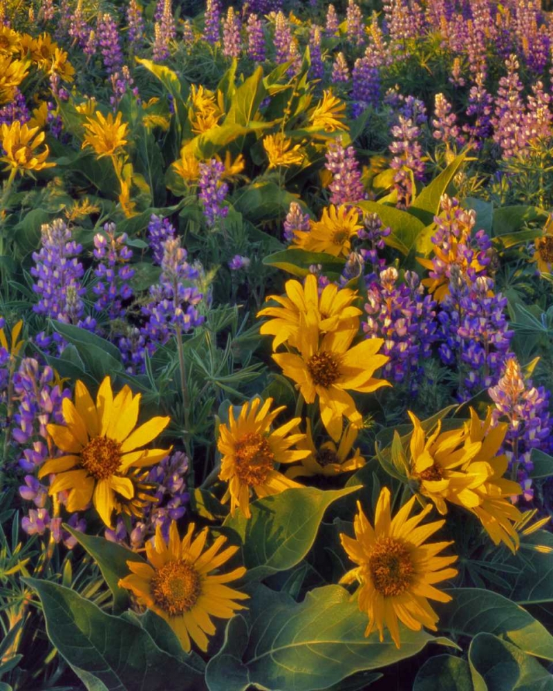 Wall Art Painting id:135457, Name: Washington Balsamroot and lupine at dusk, Artist: Terrill, Steve