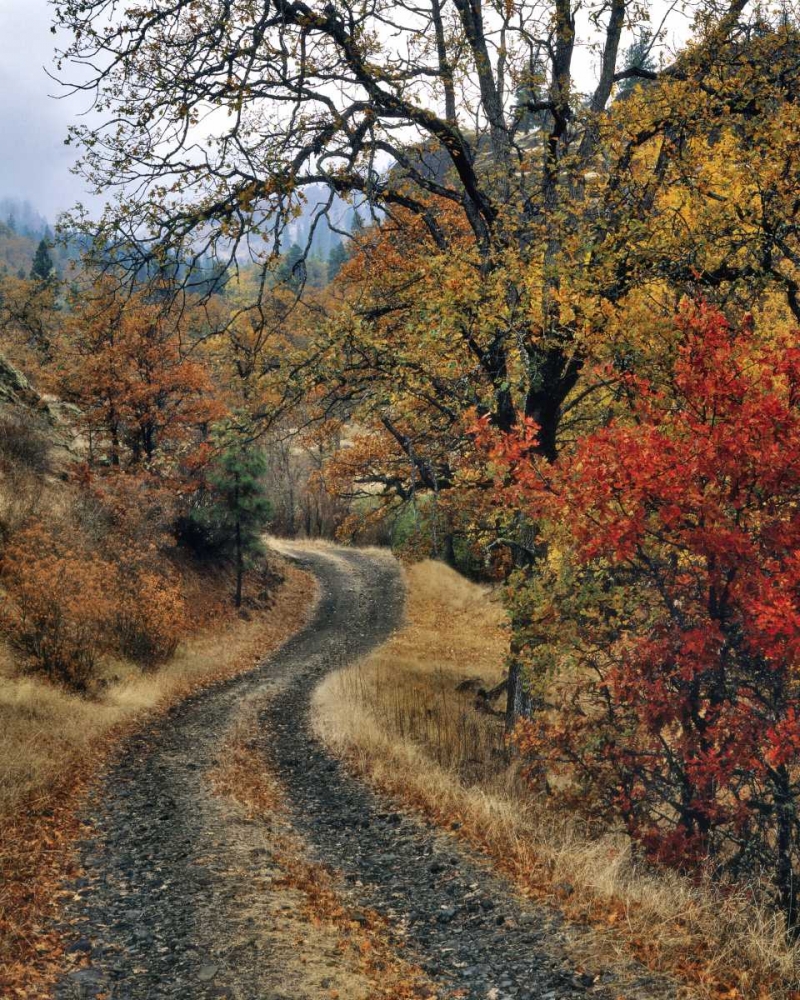 Wall Art Painting id:135534, Name: WA, Columbia Gorge NSA Road and autumn oaks, Artist: Terrill, Steve