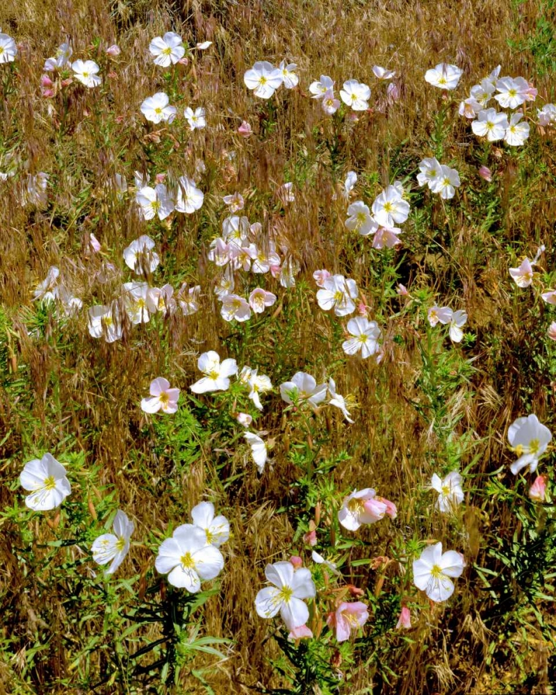 Wall Art Painting id:135460, Name: WA, Klickitat Co, Wild primrose in field, Artist: Terrill, Steve