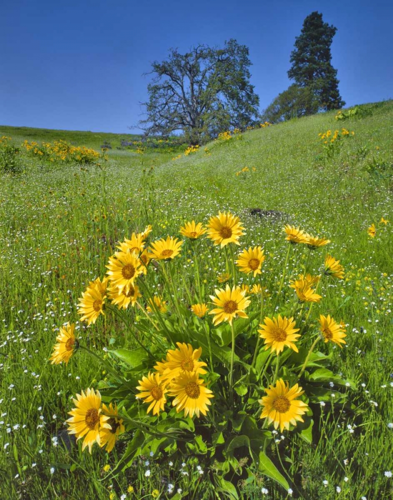 Wall Art Painting id:135620, Name: WA, Balsamroot, pine and oak trees on hillside, Artist: Terrill, Steve