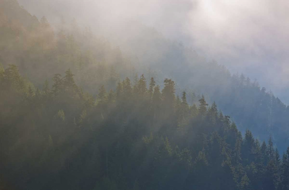 Wall Art Painting id:127322, Name: WA, Maple Grove Coastal forest in morning fog, Artist: Delisle, Gilles