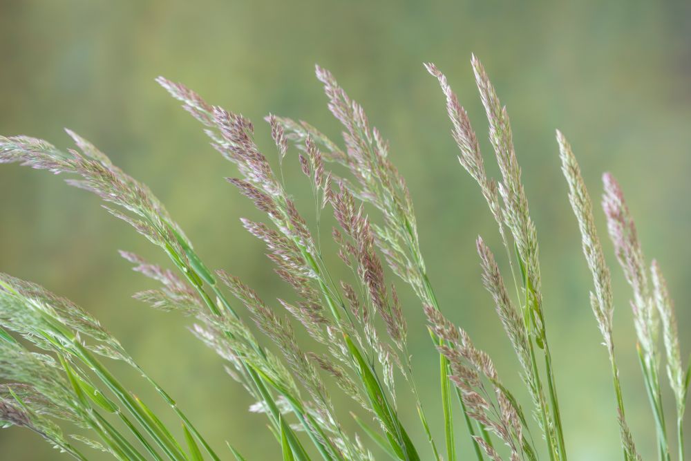 Wall Art Painting id:674062, Name: USA, Washington State, Seabeck. Velvet grass close-up, Artist: Jaynes Gallery