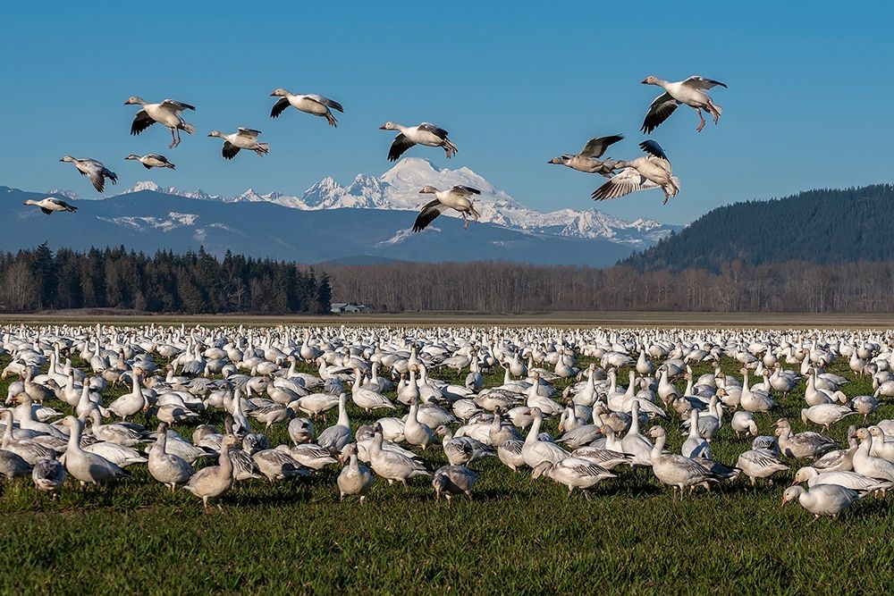 Wall Art Painting id:406293, Name: Washington State-Skagit Valley Lesser snow geese flock , Artist: Jaynes Gallery