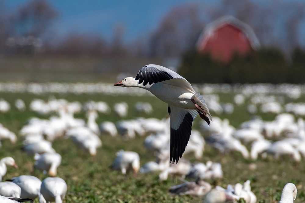 Wall Art Painting id:406294, Name: Washington State-Skagit Valley Lesser snow geese flock , Artist: Jaynes Gallery