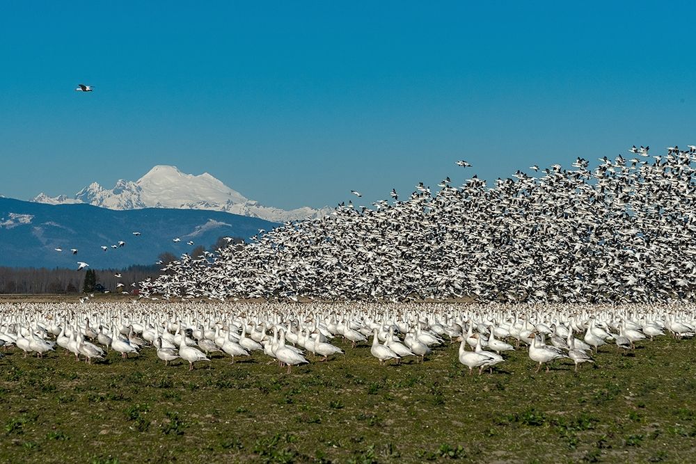 Wall Art Painting id:406295, Name: Washington State-Skagit Valley Lesser snow geese flock takeoff , Artist: Jaynes Gallery