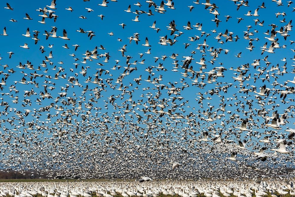 Wall Art Painting id:406296, Name: Washington State-Skagit Valley Lesser snow geese flock takeoff , Artist: Jaynes Gallery