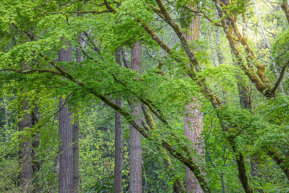 Wall Art Painting id:406303, Name: Washington State-Bainbridge Island Maple and Douglas fir trees in forest, Artist: Jaynes Gallery