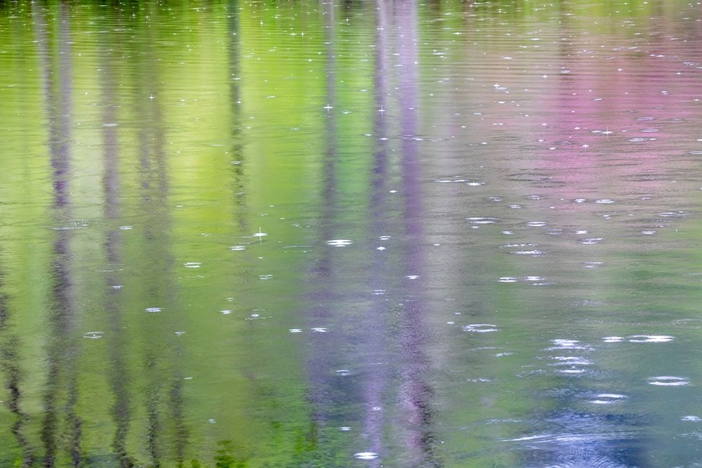 Wall Art Painting id:406305, Name: Washington State-Bainbridge Island Raindrop reflections in pond, Artist: Jaynes Gallery