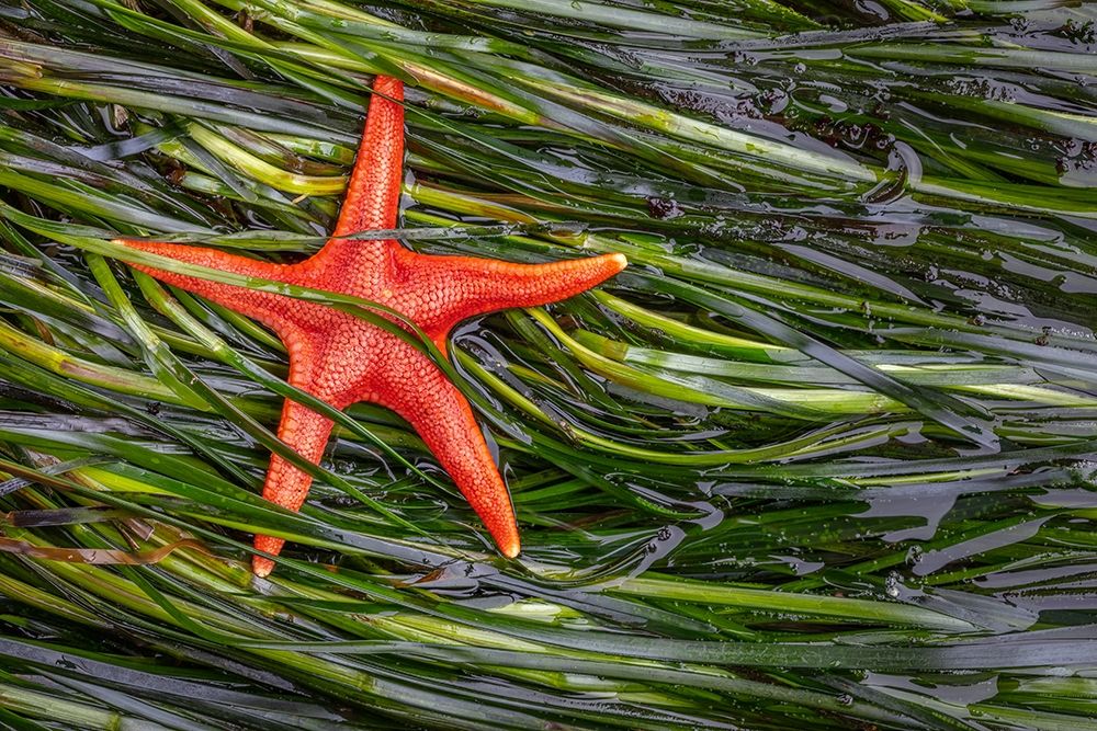 Wall Art Painting id:406307, Name: Washington State-Salt Creek Recreation Area Blood star and wet eelgrass, Artist: Jaynes Gallery