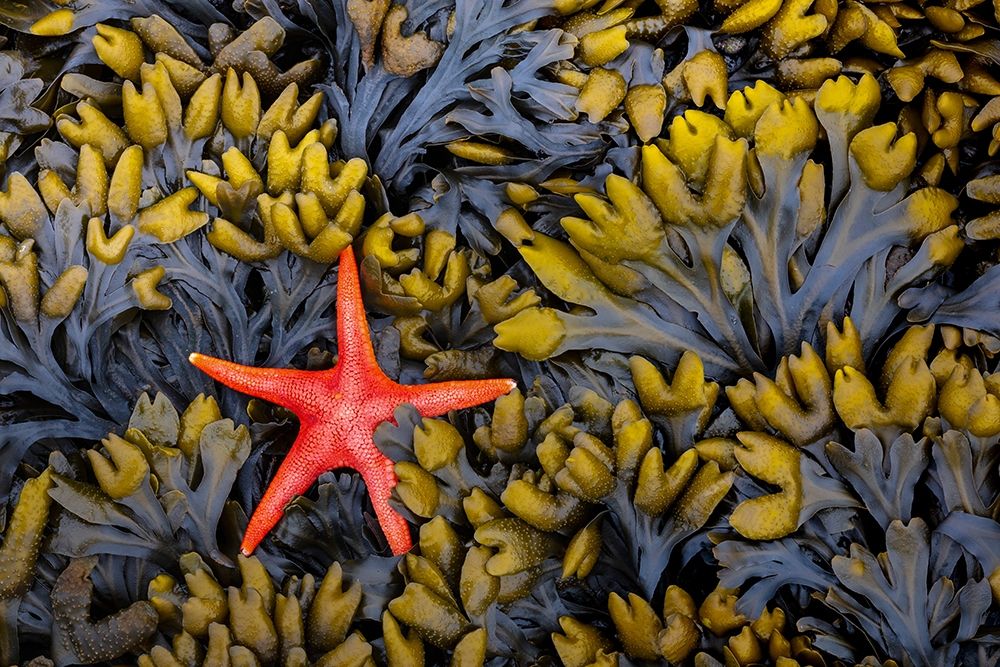 Wall Art Painting id:406308, Name: Washington State-Salt Creek Recreation Area Blood star and wet rockweed, Artist: Jaynes Gallery