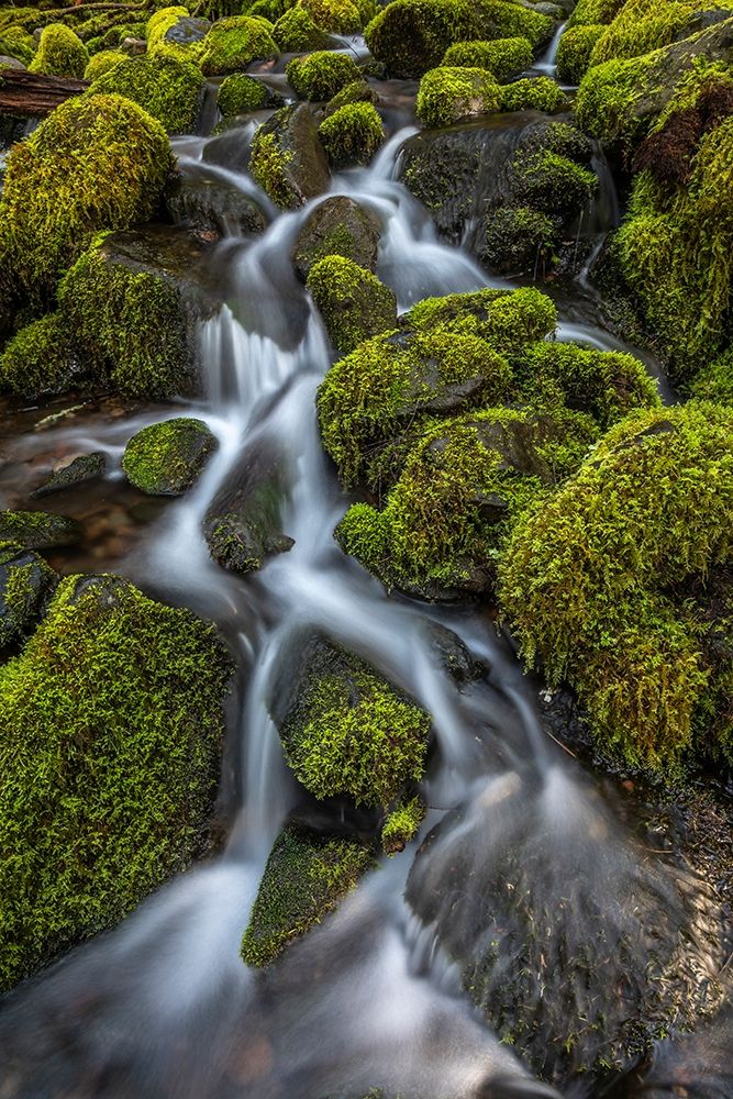 Wall Art Painting id:406309, Name: Washington State-Olympic National Park Cedar Creek scenic, Artist: Jaynes Gallery