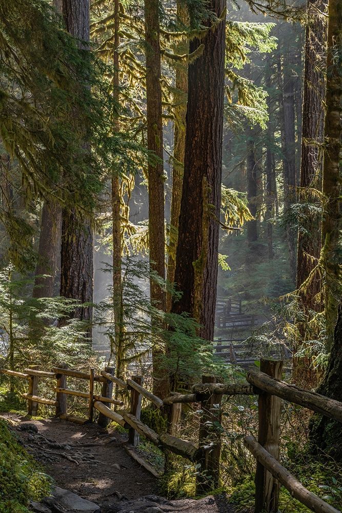 Wall Art Painting id:406311, Name: Washington State-Olympic National Park Walkway past trees and creek, Artist: Jaynes Gallery