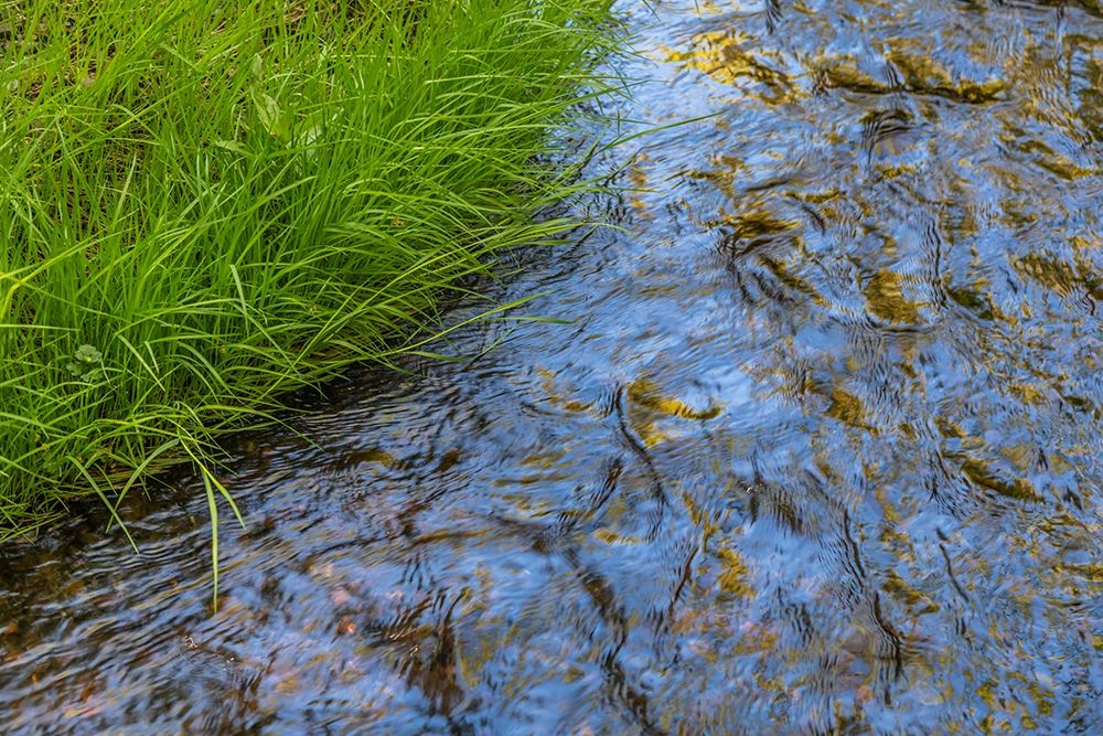 Wall Art Painting id:406312, Name: Washington State-Seabeck Grass alongside stream in Guillemot Cove Nature Preserve, Artist: Jaynes Gallery