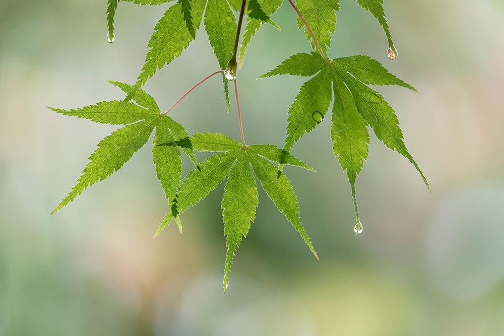 Wall Art Painting id:406317, Name: Washington-Seabeck Raindrops on Japanese maple leaves , Artist: Jaynes Gallery