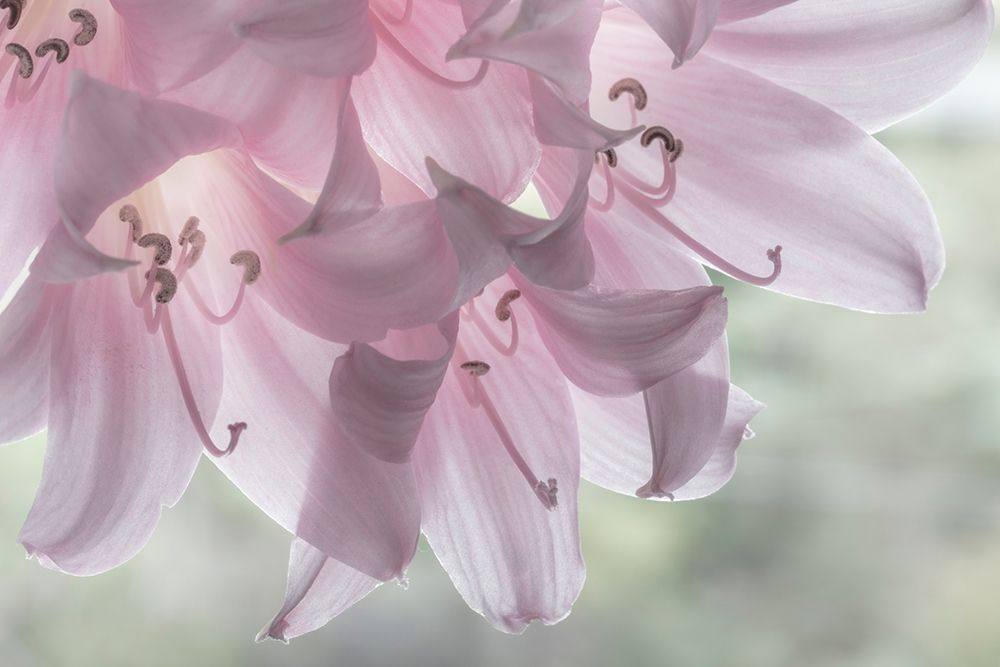 Wall Art Painting id:406320, Name: Washington-Seabeck Pale pink lilies close-up , Artist: Jaynes Gallery