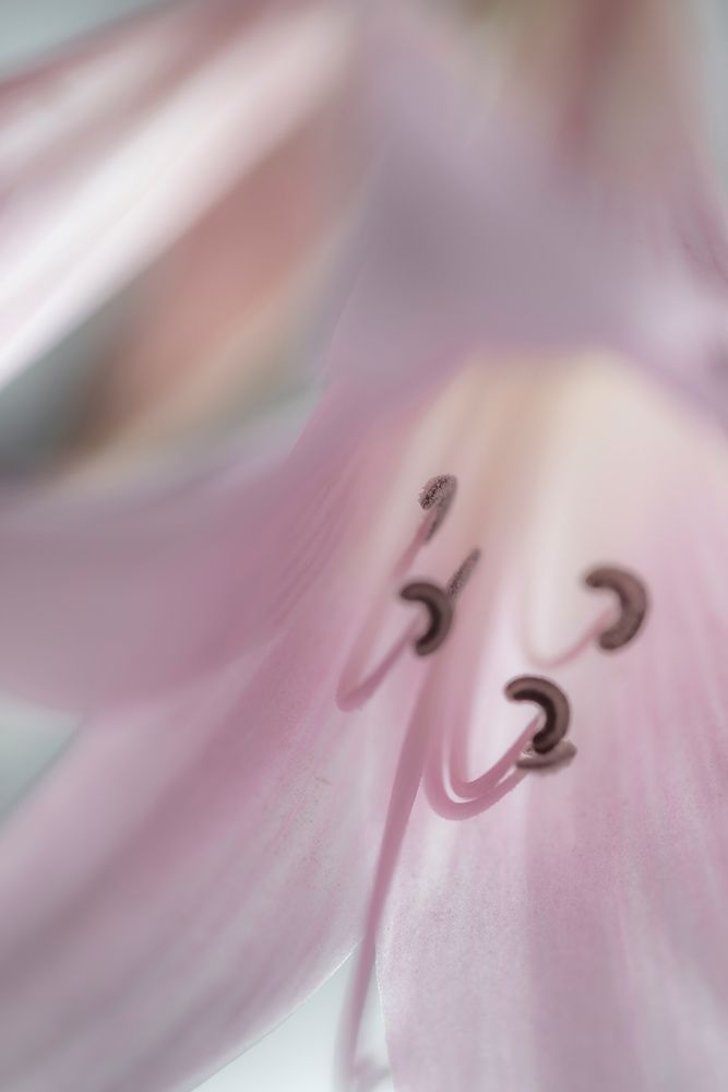 Wall Art Painting id:406321, Name: Washington-Seabeck Pale pink lily close-up , Artist: Jaynes Gallery