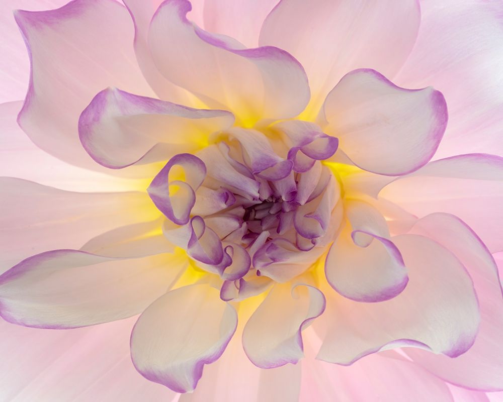 Wall Art Painting id:406322, Name: Washington-Seabeck Glowing dahlia flower close-up , Artist: Jaynes Gallery