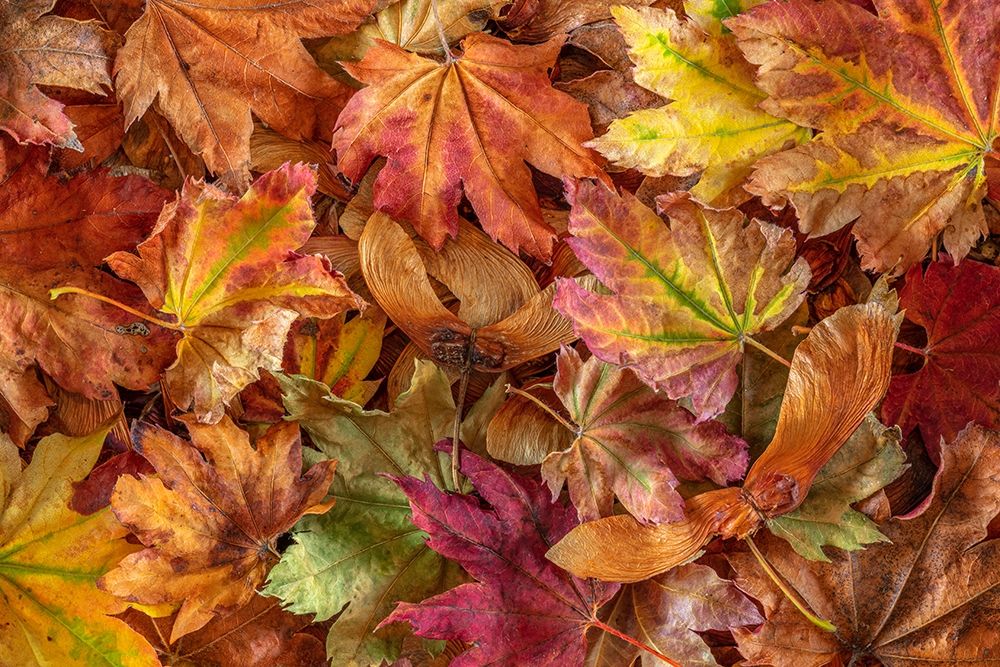 Wall Art Painting id:406324, Name: Washington State-Seabeck Fallen vine maple leaves and seed heads , Artist: Jaynes Gallery