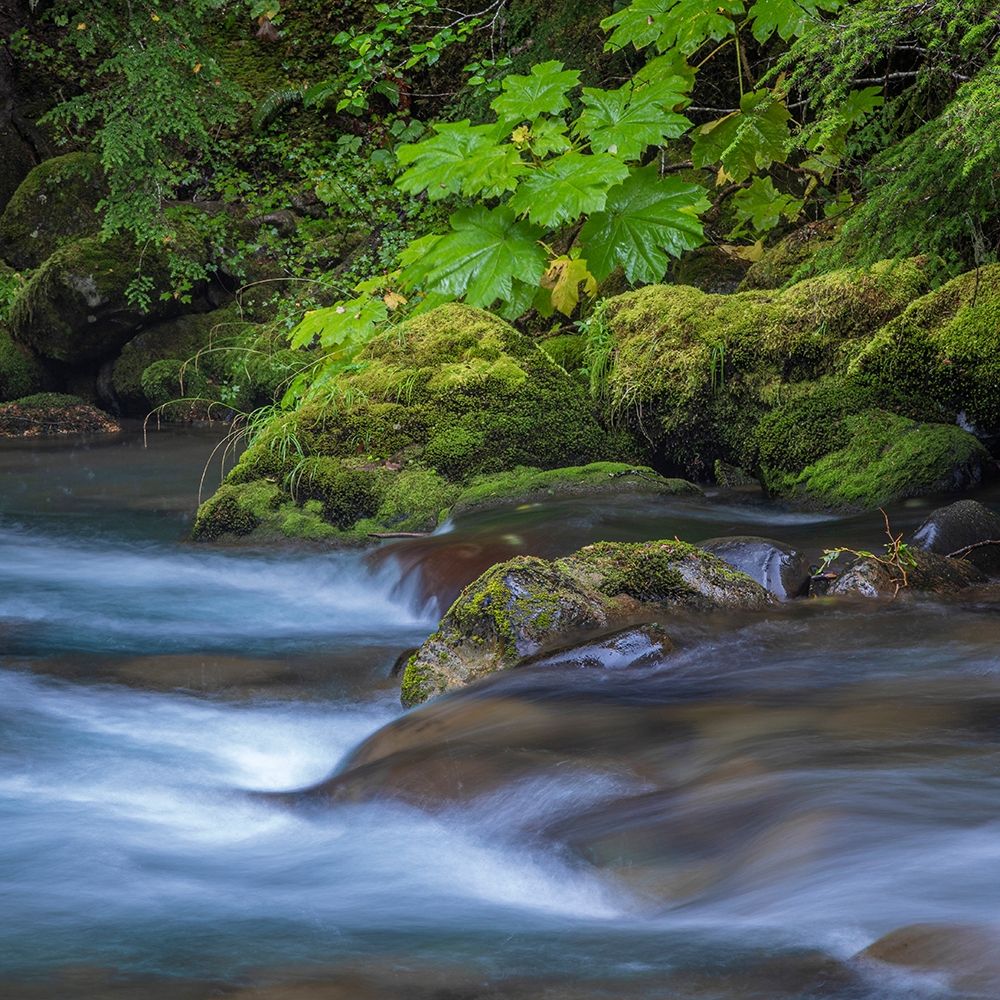 Wall Art Painting id:406328, Name: Washington State-Olympic National Park Dungeness River rapids , Artist: Jaynes Gallery