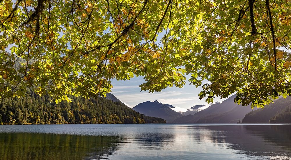 Wall Art Painting id:406334, Name: Washington State-Olympic National Park Bigleaf maple tree and lake , Artist: Jaynes Gallery