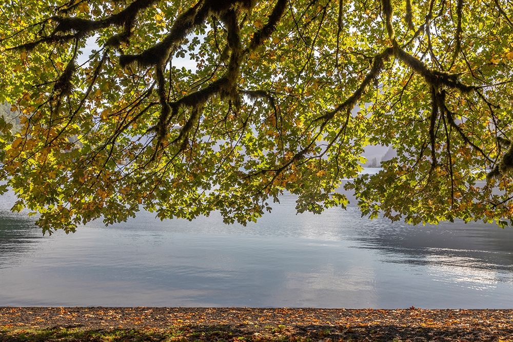 Wall Art Painting id:406335, Name: Washington State-Olympic National Park Bigleaf maple tree and lake , Artist: Jaynes Gallery