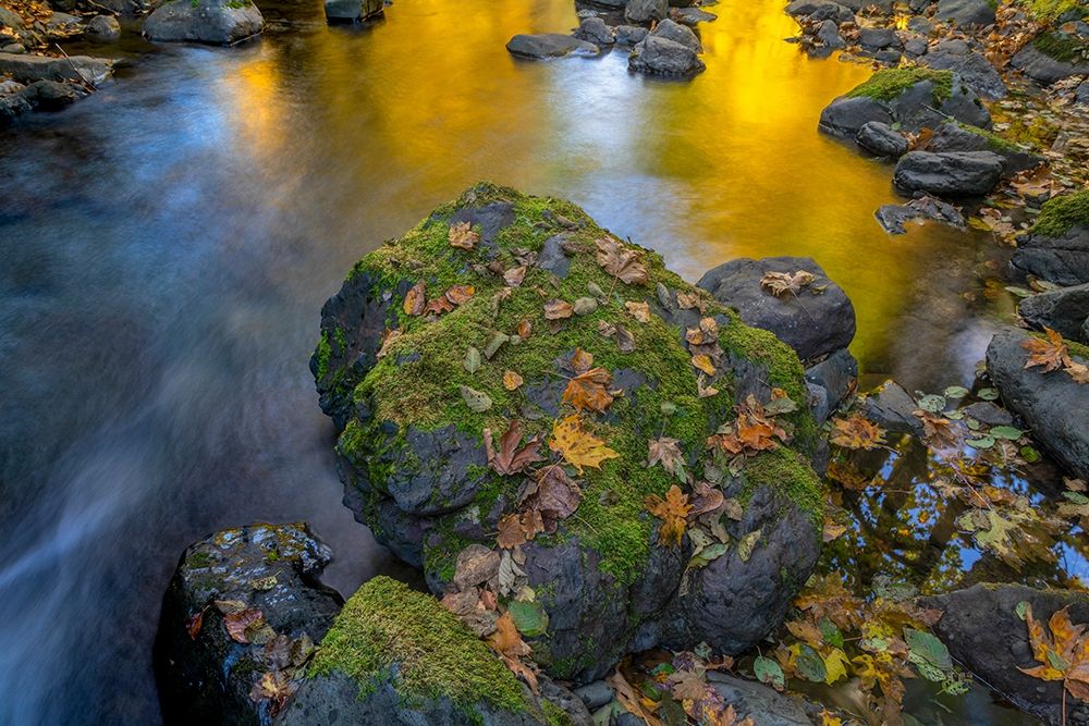 Wall Art Painting id:406338, Name: Washington State-Olympic National Forest Reflections of autumn in Rocky Creek , Artist: Jaynes Gallery