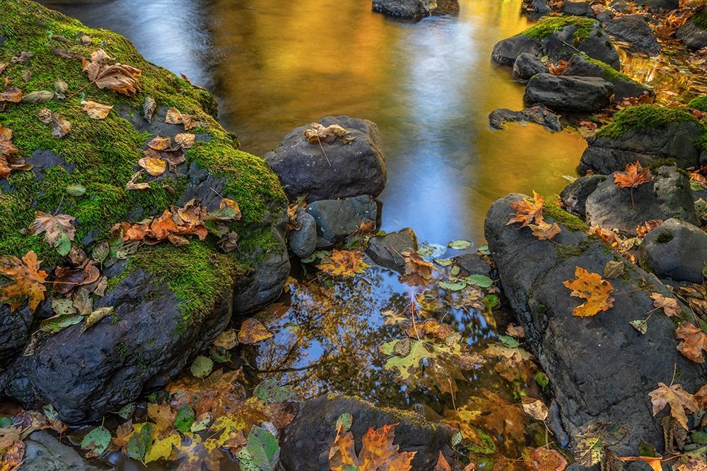 Wall Art Painting id:406339, Name: Washington State-Olympic National Forest Reflections of autumn in Rocky Creek , Artist: Jaynes Gallery