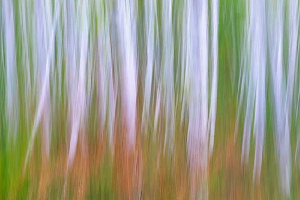 Wall Art Painting id:406351, Name: Washington State-Seabeck Young alder grove and bracken ferns in fall , Artist: Jaynes Gallery