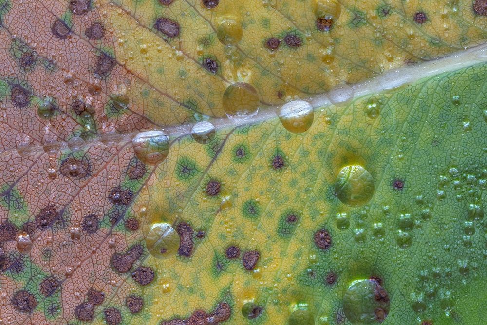 Wall Art Painting id:406354, Name: Washington State-Seabeck Rain drops on fallen salal leaf , Artist: Jaynes Gallery