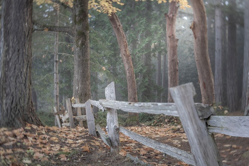 Wall Art Painting id:406361, Name: Washington State-Seabeck Split-rail fence and forest , Artist: Jaynes Gallery