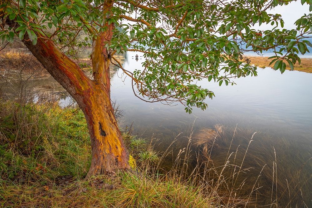 Wall Art Painting id:406368, Name: Washington State-Holly Madrone tree next to Hood Canal , Artist: Jaynes Gallery