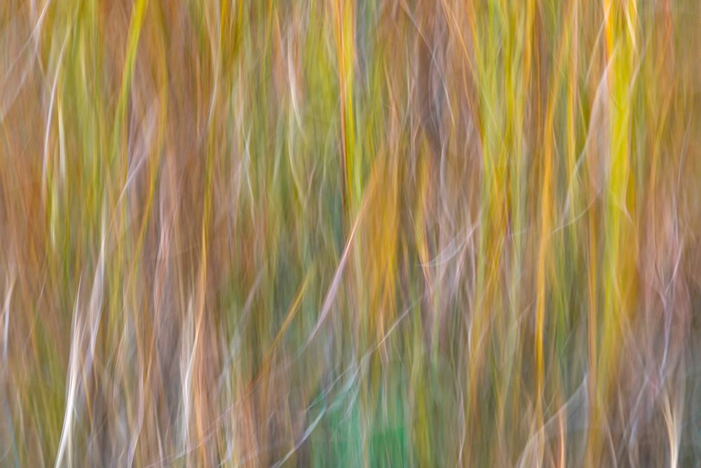 Wall Art Painting id:406371, Name: Washington State-Seabeck Abstract of ornamental grasses , Artist: Jaynes Gallery