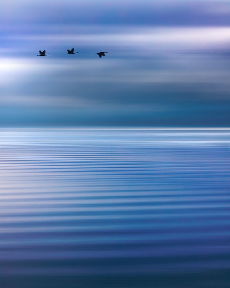 Wall Art Painting id:406376, Name: Washington State-Seabeck Composite of birds flying over Hood Canal , Artist: Jaynes Gallery