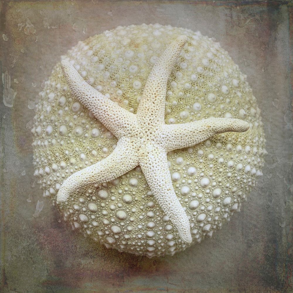 Wall Art Painting id:406382, Name: Washington State-Seabeck Sea star on sea urchin , Artist: Jaynes Gallery