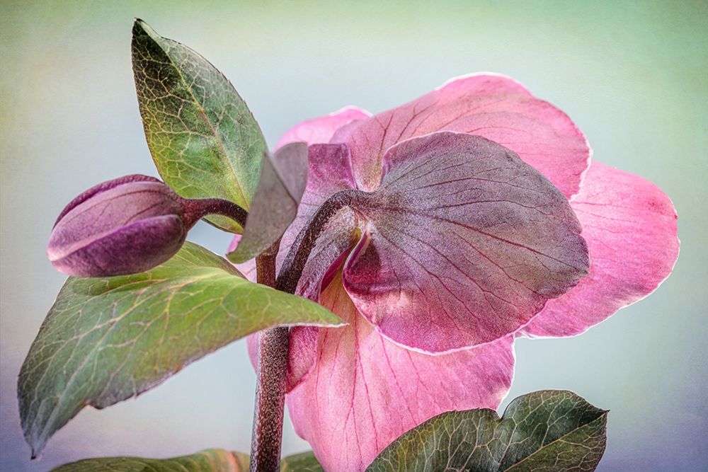 Wall Art Painting id:406383, Name: Washington State-Seabeck Hellebore blossom and bud , Artist: Jaynes Gallery