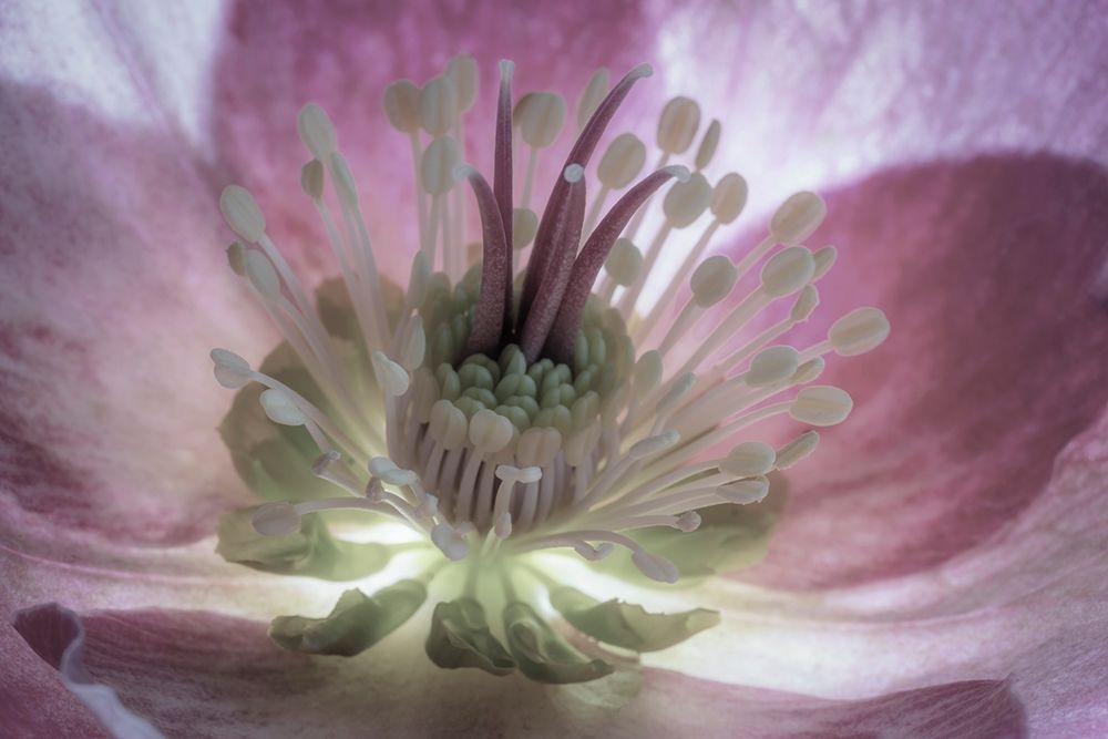 Wall Art Painting id:406384, Name: Washington State-Seabeck Hellebore blossom close-up , Artist: Jaynes Gallery