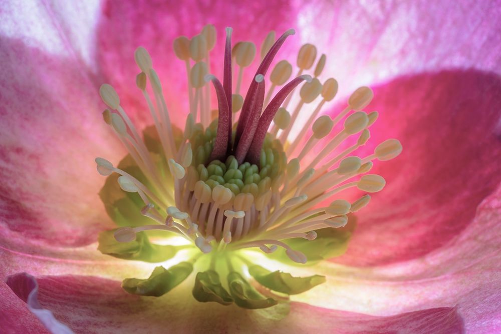 Wall Art Painting id:406385, Name: Washington State-Seabeck Hellebore blossom close-up , Artist: Jaynes Gallery