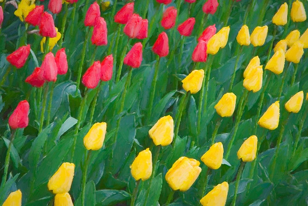 Wall Art Painting id:406386, Name: Washington State-Skagit Valley Abstract of tulips and daffodils, Artist: Jaynes Gallery