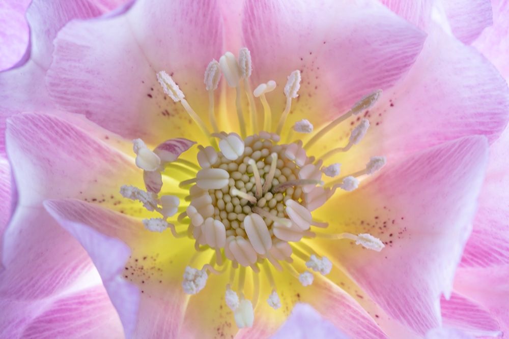 Wall Art Painting id:406391, Name: Washington State-Seabeck Hellebore blossom close-up, Artist: Jaynes Gallery