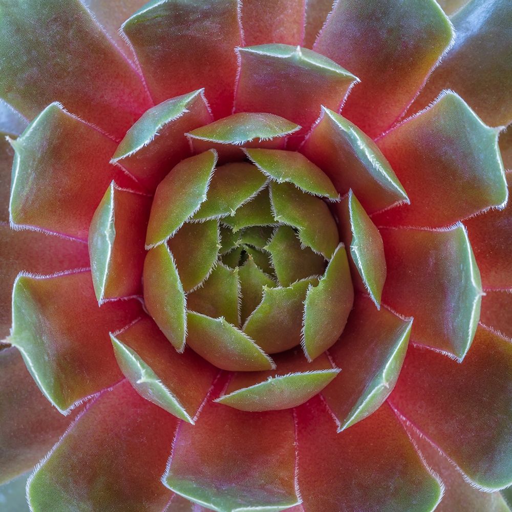 Wall Art Painting id:406393, Name: Washington State-Seabeck Close-up of sempervivum ruby heart plant, Artist: Jaynes Gallery