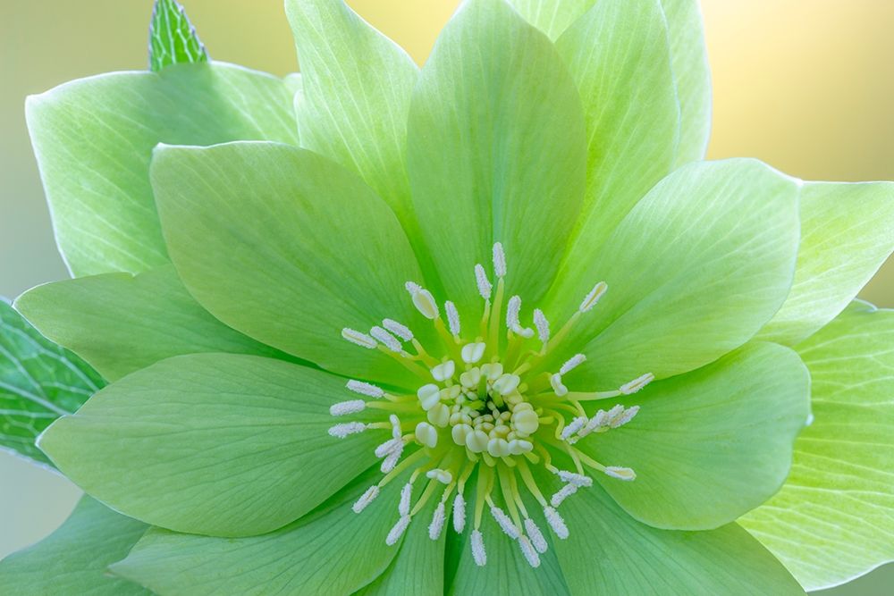 Wall Art Painting id:406394, Name: Washington State-Seabeck Helleborus jade tiger flower close-up, Artist: Jaynes Gallery