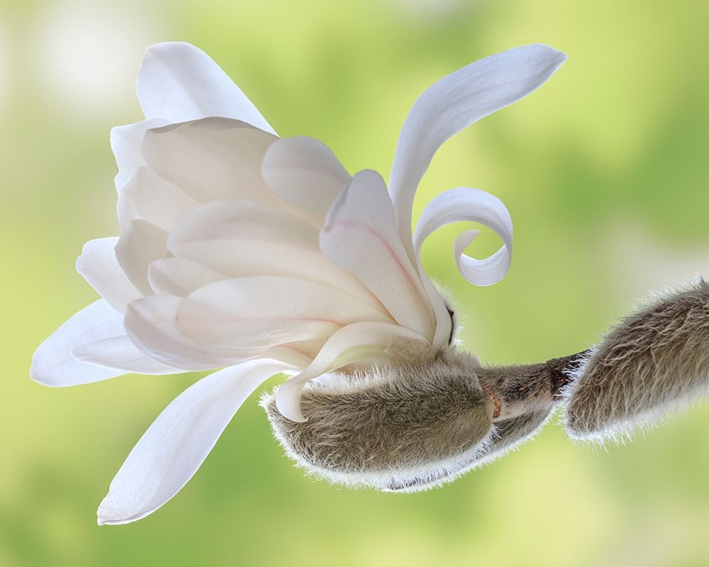 Wall Art Painting id:406396, Name: Washington State-Seabeck Close-up of tulip magnolia blossom emerging from bud, Artist: Jaynes Gallery